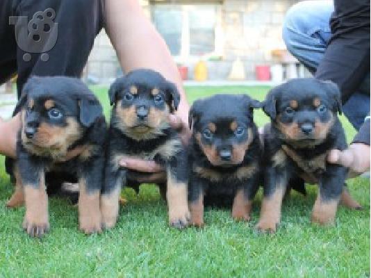 PoulaTo: ROTTWEILER